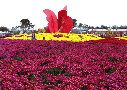 2011대한민국국향대전이 열리고 있는 함평엑스포공원. 형형색색의 국화로 온통 뒤덮였다.