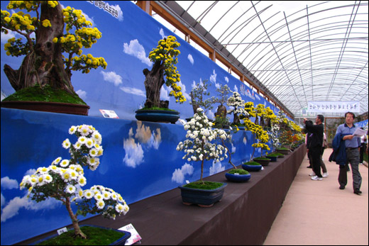 2011대한민국국향대전의 국화작품 전시관. 작품의 배경으로 하늘을 그려놓아 더 아름답다.