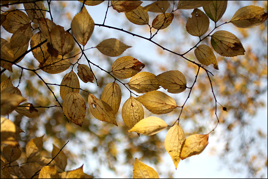 나목에서 연록의 새잎이 나올 때가 엊그제 같은데, 이제 또 겨울을 준비하고 있다.