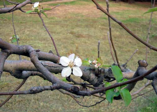송파구 송파동 가락시장 사거리근처에 있는 사계공원에 있는 사과나무가
봄에 꽃을 피워야 하는데 입동을 전후하여 꽃을 피우고 있어 지구온난화의 심각성을 보여주는 것 같다.