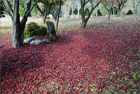 농협대학 안 단풍나무. 주변이 피를 쏟은 듯 붉은 단풍잎으로 덮여 있다.