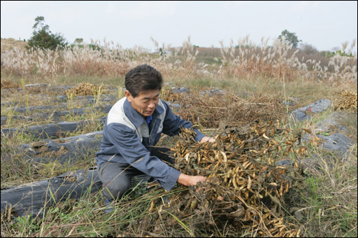 카레이서 생활을 접고 전남으로 귀농한 이씨가 지난 12일 자신의 밭에서 콩을 거두고 있다.