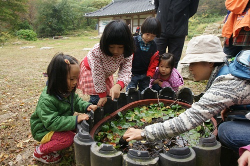  연꽃이 진 자리에 수많은 풀꽃이 살고 있습니다. 