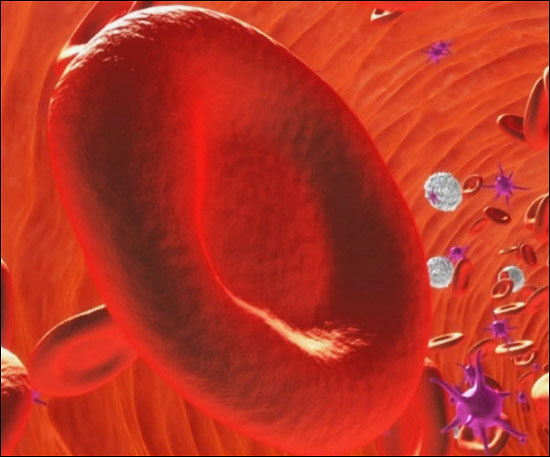 혈관 속을 흐르는 적혈구 혈액형은 도넛 모양의 적혈구 표면에 있는 당사슬에 따라 결정된다.