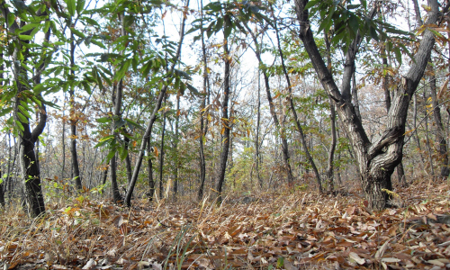 숲속의 나무와 식물들은 유기순환을 통한 자연퇴비에서 양분을 얻는다.