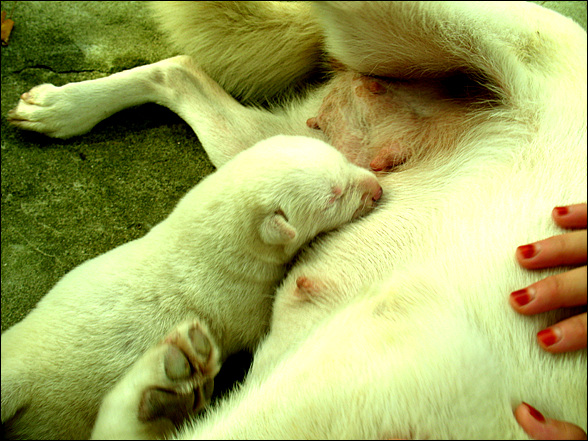 3개월전 (2011.9.13)일 엄마 젓을 먹고 있는 백구 아들 강아지 모습