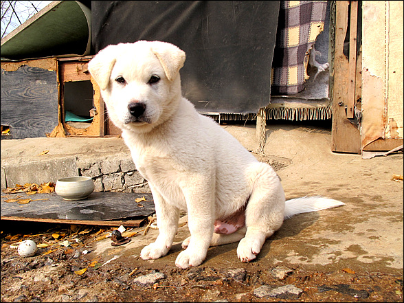 3개월전에 태워난 우량아 강아지 백구의 건강한 모습