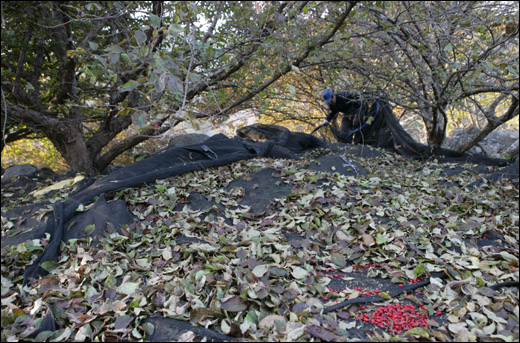 산수유마을 주민이 바닥에 검은 천을 깔고 산수유를 수확하고 있다.