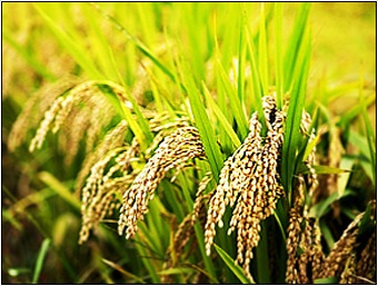 농림수산식품부는 2011년산 쌀 생산량이 10a당 496kg으로 지난해 483kg에 비해 2.7% 증가하여 평년작(499kg의 99.4%) 수준을 실현했다고 밝혔다. 한미 FTA가 발효되면 미국 쌀의 진입이 늘어나는 것은 시간문제다. 
