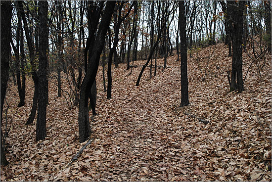 인천대공원 수목원 안 숲 속. 낙엽이 쌓여 길이 보이지 않는 산책로.