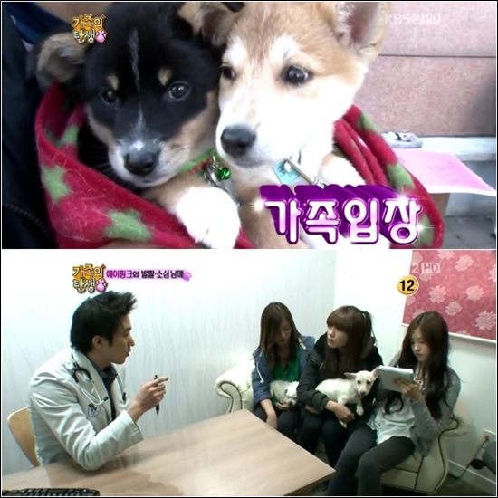 KBS2 <가족의 탄생> 앞으로 인피니트가 키우게 될 유기견(상). 유기견을 동물병원에 데려간 에이핑크(하) 