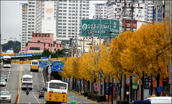 12월 1일에 찍은 광주광역시 동운고가도로 은행나무