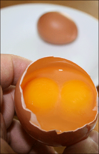 달걀에 난황이 두 개인 쌍란입니다.
