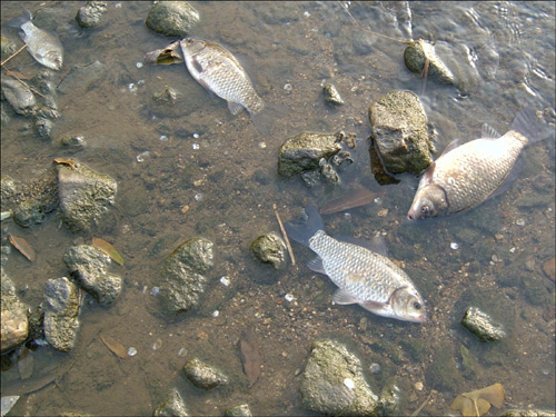 오염물질 유입으로 안양천에서 폐사한 물고기 자료사진(2010년)