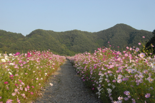 코스모스 꽃길이 수킬로미터에 걸쳐 조성되어있다.