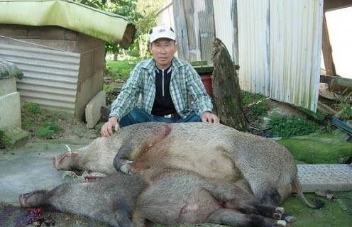 충남 아산시 송악면의 한 마을에 내려와 농작물에 피해를 주고 주민들을 불안에 떨게 만들었던 멧돼지가 포획됐다. 멧돼지 피해는 2011년 현재 101건이 접수돼 작년보다 50.7%증가했다. 