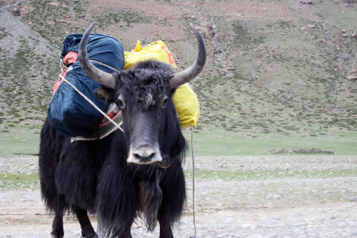 티베트 전설의 동물 야크는 티베트인들과 가족과 같다