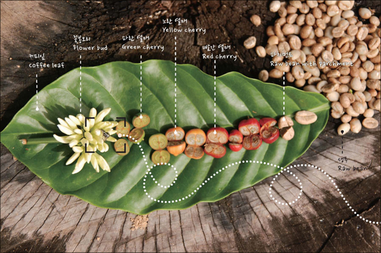 커피꽃에서 열매, 열매에서 생두까지의 과정을 커피나무의 잎에.