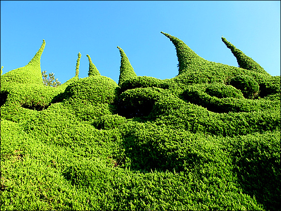 "아름다운 외도보타니아"에 정성으로 다듬어진 녹색 향나무 모습이 신기하고 아름답다. 