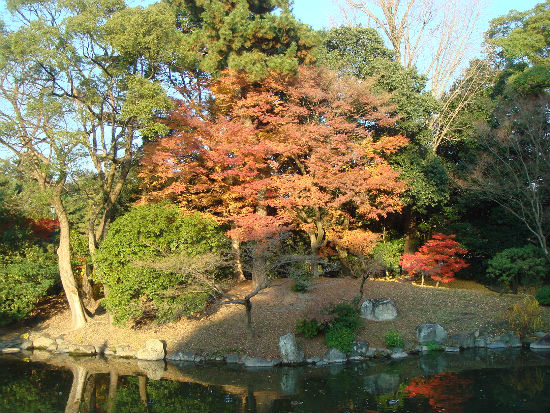 　교토 고쇼 교엔 안에 있는 구조(九條)집터 부근 연못 경치입니다. 석양 햇살을 받아 눈이 부십니다. 