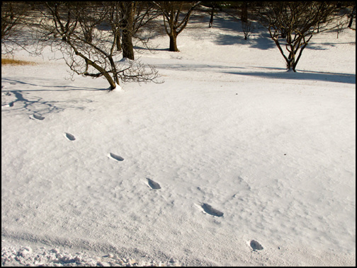 때마침 지난밤에 눈이 내려서 온통 세상은 하얗습니다. 누군가 조심스럽게 찍었을 듯한 발자국이 무척 정겹네요.