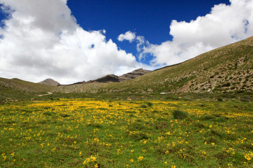 티베트 지역을 수 놓는 노란 유채꽃