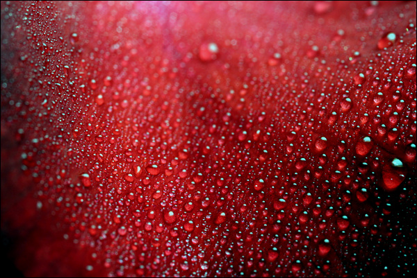 장미이파리에 맺힌 물방울(비이슬)