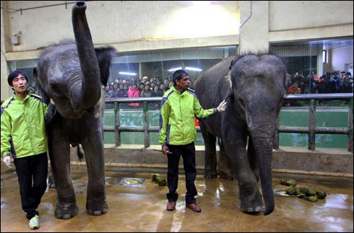 스리랑카 대통령이 김해성 목사에게 선물로 준 스리랑카 아기 코끼리 한 쌍. 