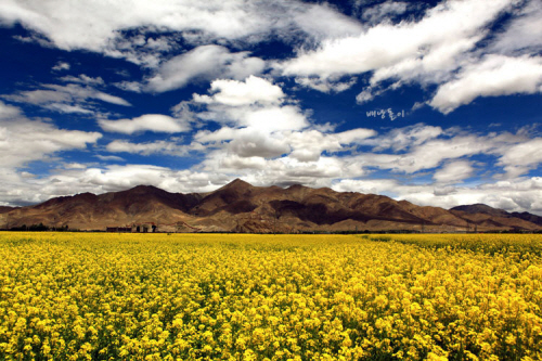 척박한 땅 티베트를 노란 빛으로 수 놓은 유채꽃