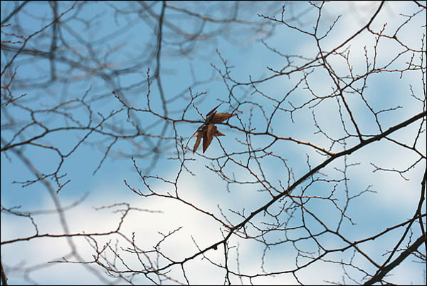 아직 남은 나뭇잎 하나, 새 봄에 피어날 꿈을 그리기위해 남겨둔 것일까?