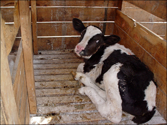 송아지고기를 얻기 위한 사육방식은 잔혹해 전 세계적으로 동물학대로 지탄받고 있다. 