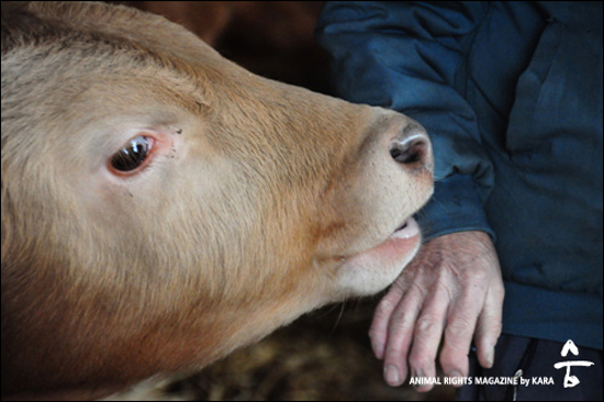 명민한 소들은 축산농과의 밀접한 관계를 일상적으로 가지며, 감정을 나누고 소통한다. 