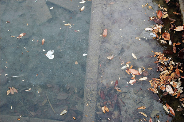 꽁꽁 얼어버린 연못. 얼음 아래로는 작은 생명이 살아 숨쉬고 있다.