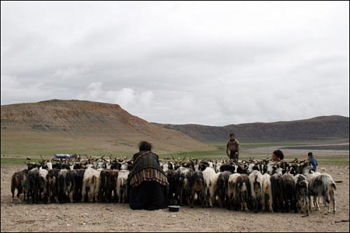 티베트 초원에서 양을 일렬로 세우고 젖을 짜고 있는 유목민