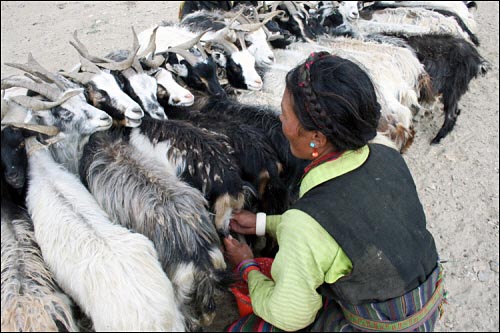 미소로 인사를 건네는 티베트 여인네, 젖을 짜는 그녀의 모습은 그야말로 전문가다.
