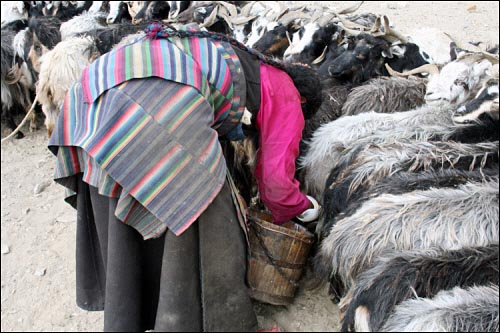 양의 젖을 눌러보고 젖이 있는지 확인하는 티베트 유목민.