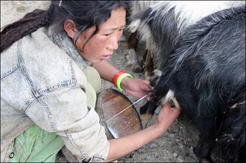 어린 나이임에도 불구하고 부모님과 함께 일을 하는 티베트 아이.