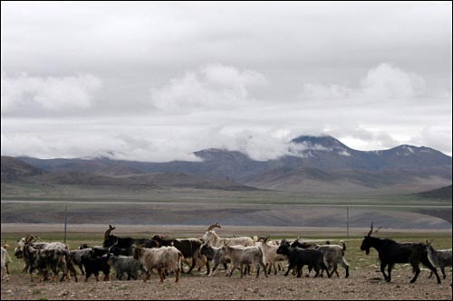 무리 지어 다니는 양떼. 티베트의 고산과 초원을 자유롭게 활보한다.
