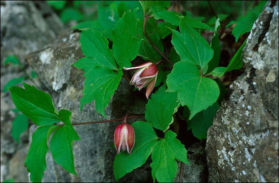공저자인 김진석씨가 강원도 석회암 지대에서 한반도 특산식물인 신종 종덩굴류를 세계 최초로 발견, '바위종덩굴'로 명명하였다. 그 꽃으로 학명은 'J.S.Kim'이다.