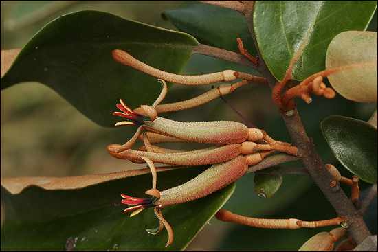 특이하게 생긴 참나무겨우살이의 꽃.일반적으로 참나무에 기생한 겨우살이를 '참나무겨우살이'라고 잘못 부르는 경우가 종종 있는데 실제로 참나무겨우살이가 따로 있다고 한다. 
