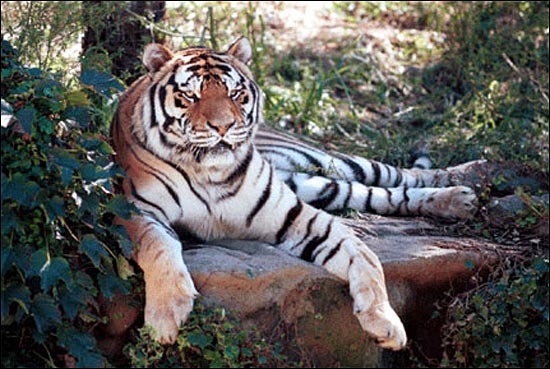  동물원에 갇힌 호랑이는 야생 호랑이에 대한 환상을 닮았다.