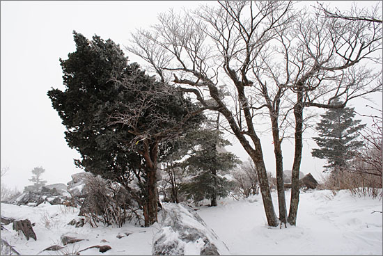 태백산 문수봉 올라가는 길가의 주목, 그리고 나무들(2011년 1월).