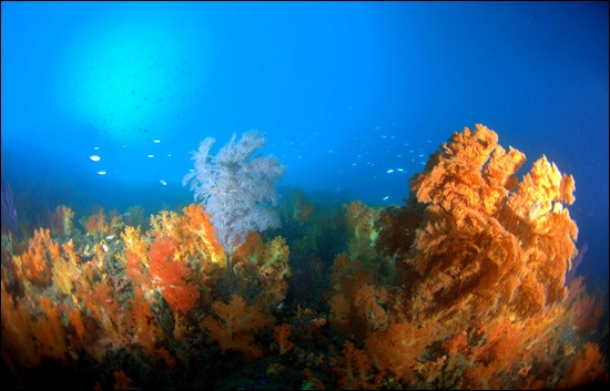 문섬다이빙에서 만난 세계10대 해저 비경(秘境)인 연산호가 군무를 이루고 있다.