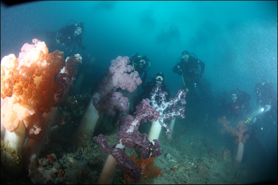 수심 38m부근에서 만난 대형 맨드라미 연산호와 다이빙 회원들의 모습