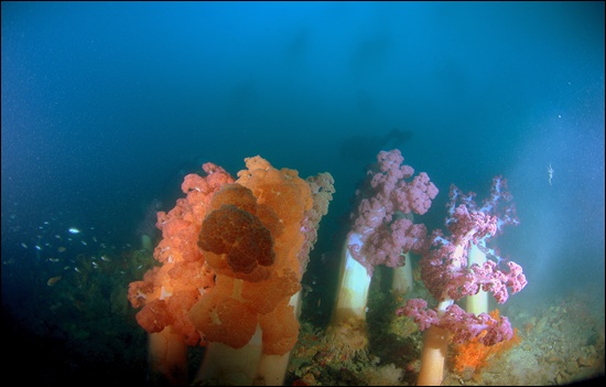 수심 38m부근에서 만난 대형 맨드라미 연산호는 수중동물에 속한다.