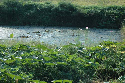 한 여름의 작은 연못. 연못 주변에 호박을 심었습니다.