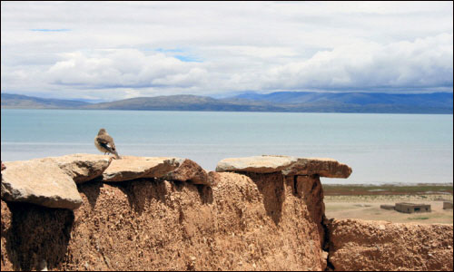 신호라 불리는 티베트의 아름다운 호수 마나로사바. 호수를 바라보고 잇는 새 한마리가 무척 인상적이다.