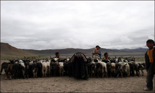서 티베트 여행의 종착지 네팔로 가는 길에 만난 유목민 가족