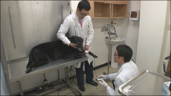 공혈견이 수혈하는 모습 오는 12일 방송되는 SBS <동물농장>은 2012년 신년기획으로 '동물! 사람을 위해 살다'를 통해 공혈견과 실험동물의 희생적인 삶을 조명하고 우리가 할 수 있는 일을 모색한다. 
