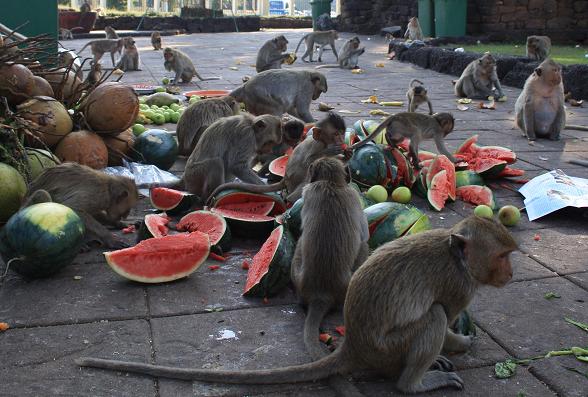원숭이들이 절에서 사람들이 나누어 주는 과일을 먹고 있다.